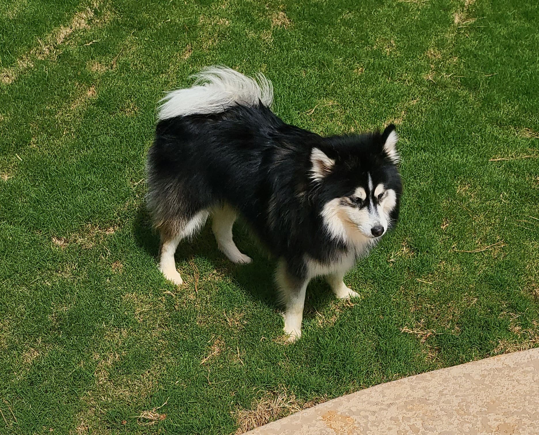Duke photo