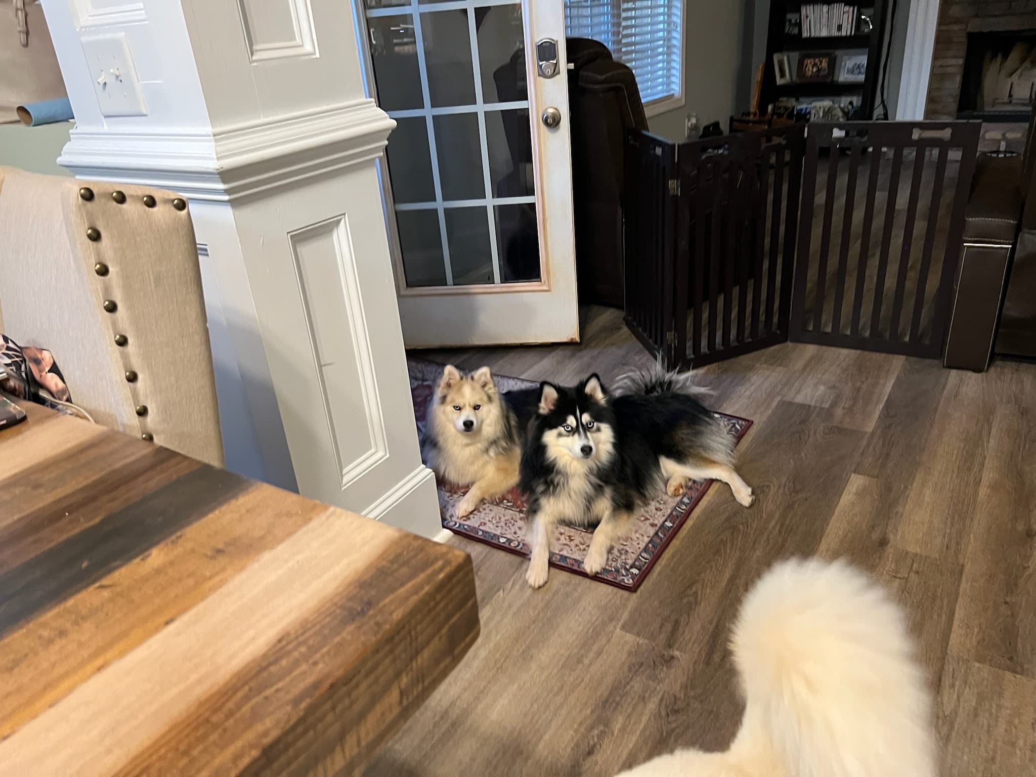 Duke and Winston